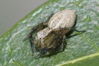 Oxyopes