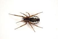 Frontinellina frutetorum