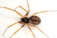 Tenuiphantes tenuis