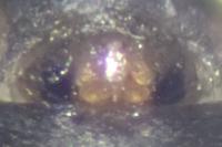 Tenuiphantes tenuis