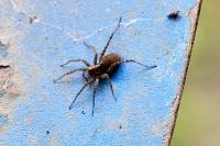 Pardosa