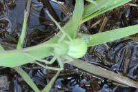 Micrommata virescens