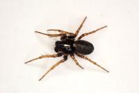 Hypsosinga albovittata