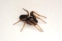 Hypsosinga albovittata