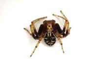 Xysticus lanio