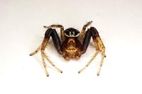 Xysticus lanio