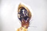 Xysticus lanio