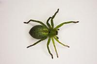 Micrommata ligurina