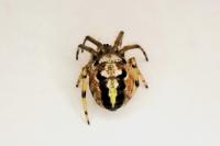 Neoscona adianta