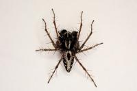 Oxyopes heterophthalmus