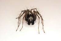 Oxyopes heterophthalmus