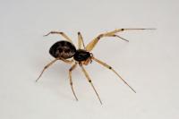 Tenuiphantes tenuis