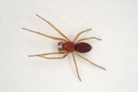 Nigma flavescens