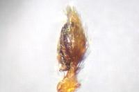 Nigma flavescens