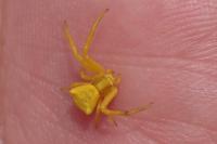 Thomisus onustus