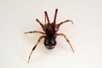 Parasteatoda lunata