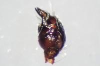 Parasteatoda lunata