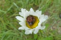 Agalenatea redii