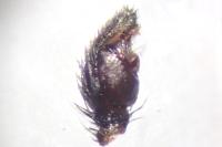 Callilepis schuszteri