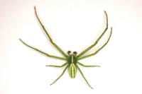Heriaeus oblongus