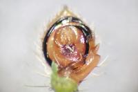 Heriaeus oblongus