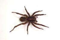 Alopecosa cuneata