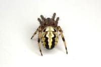 Neoscona adianta