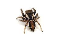 Evarcha falcata