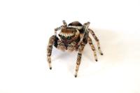 Evarcha falcata