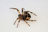 Gibbaranea bituberculata