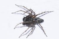 Oxyopes heterophthalmus