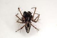 Oxyopes heterophthalmus