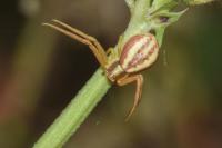 Runcinia grammica
