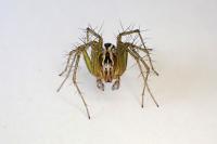 Oxyopes lineatus