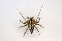 Oxyopes lineatus