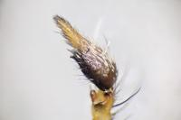 Oxyopes lineatus