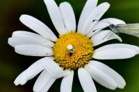 Misumena vatia