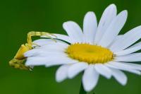 Thomisus onustus