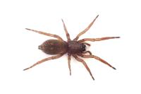 Haplodrassus signifer