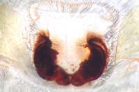 Haplodrassus signifer