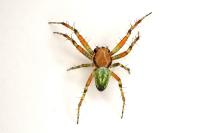 Araniella cucurbitina