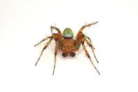 Araniella cucurbitina