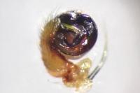 Araniella cucurbitina