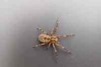 Zoropsis spinimana