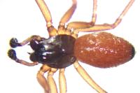 Ostearius melanopygius