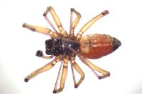 Ostearius melanopygius