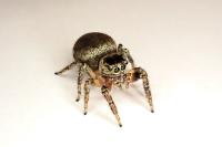 Evarcha falcata