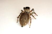 Evarcha falcata