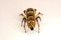 Heliophanus tribulosus