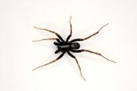 Pardosa saltans